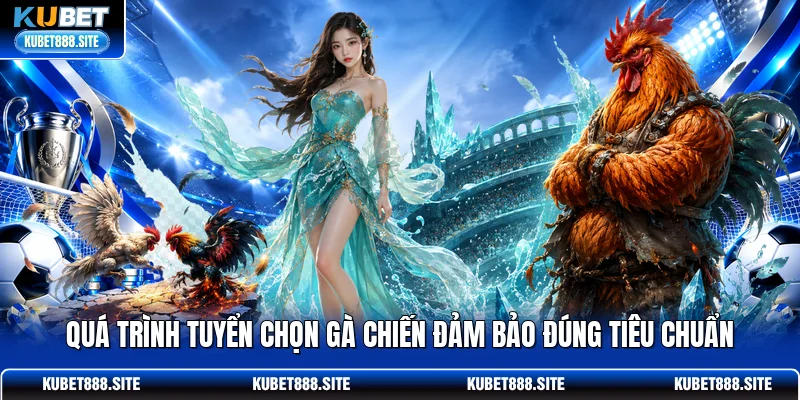 Quá trình tuyển chọn gà chiến đảm bảo đúng tiêu chuẩn